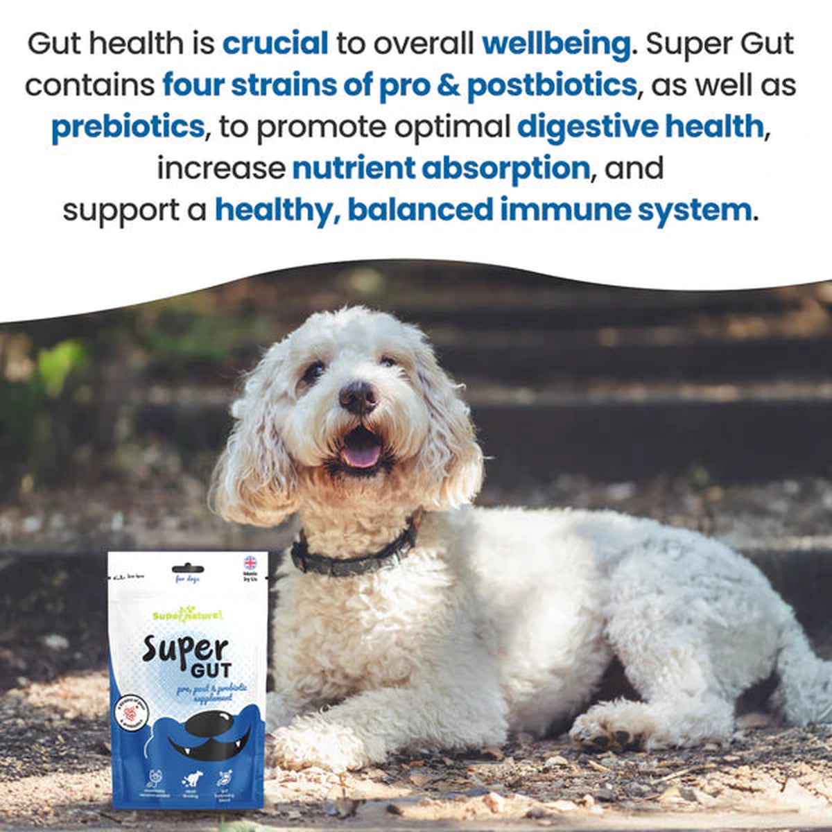 Super Natural - Super Gut Pre, Post & Probiotic Supplement for Dogs 150g – product image 4 from Woofingtons