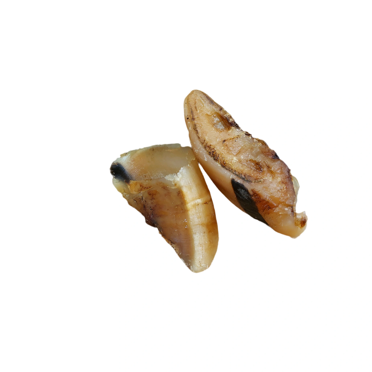 Cow Hoof – available from Woofingtons