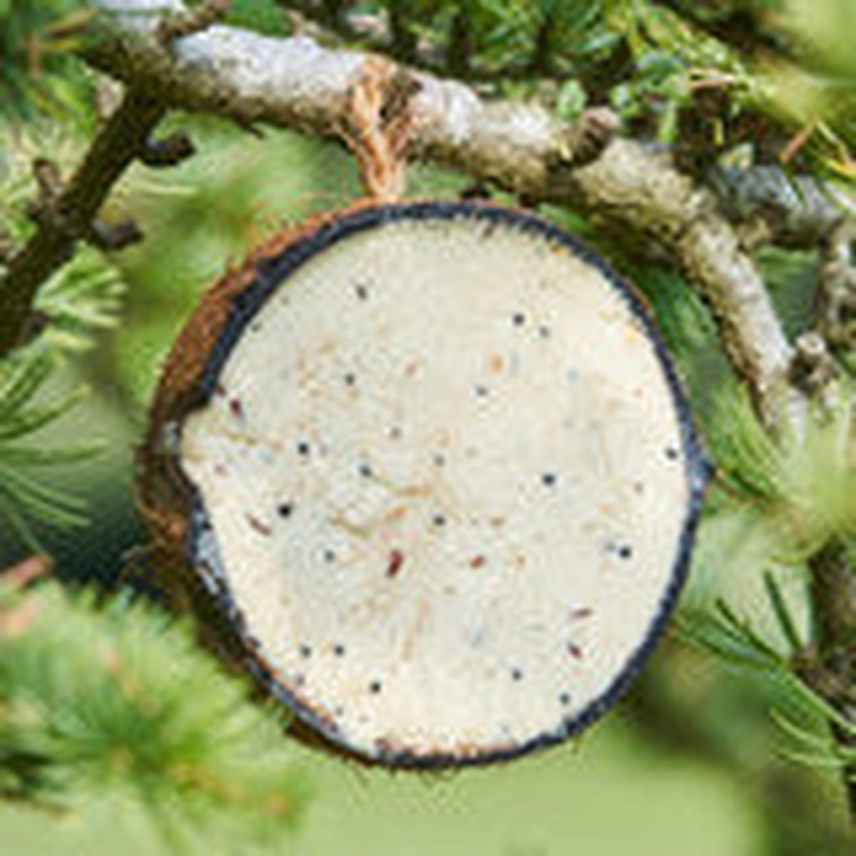 Harrisons Half Coconut Suet Feeders – High Energy Wild Bird Treat – product image 2 from Woofingtons