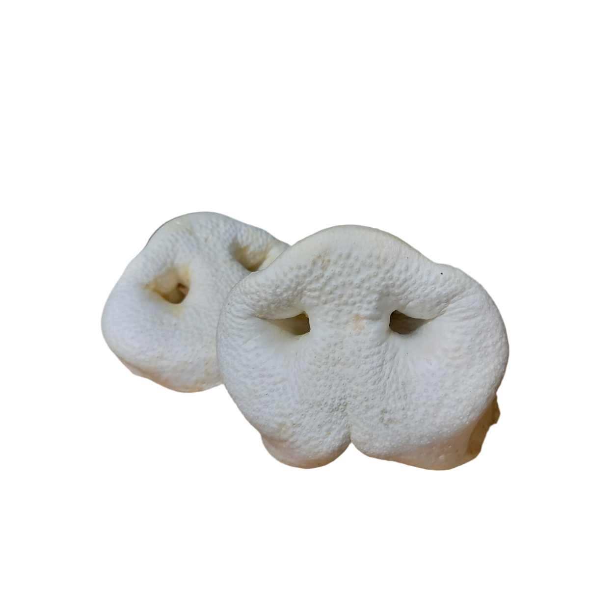 Puffed Pig Snout – available from Woofingtons
