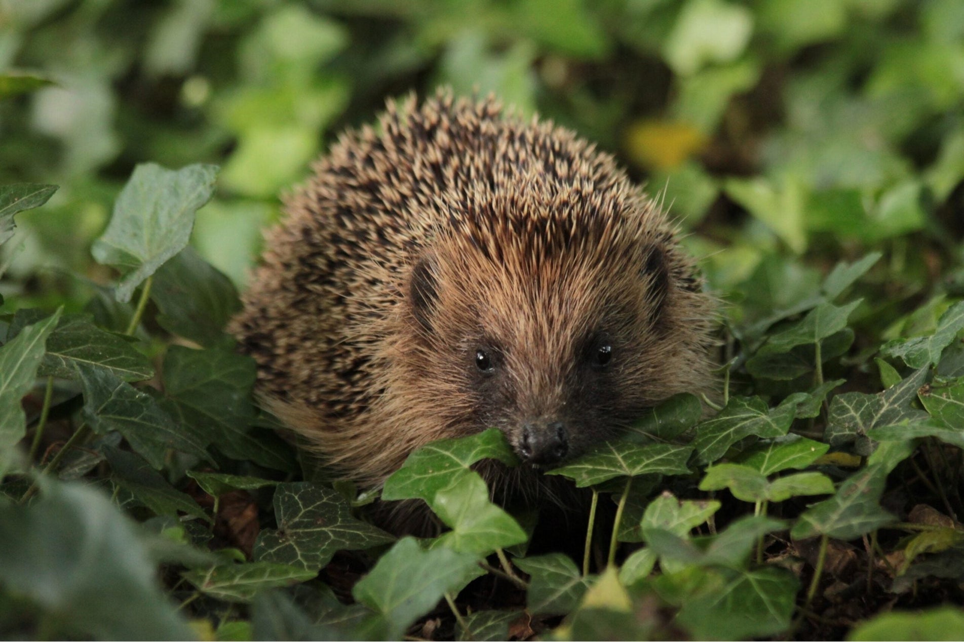Hedgehog visiting a garden feeding area