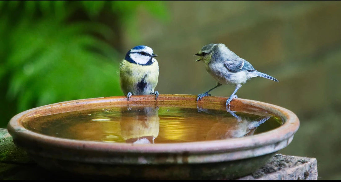 Wildlife-friendly British garden