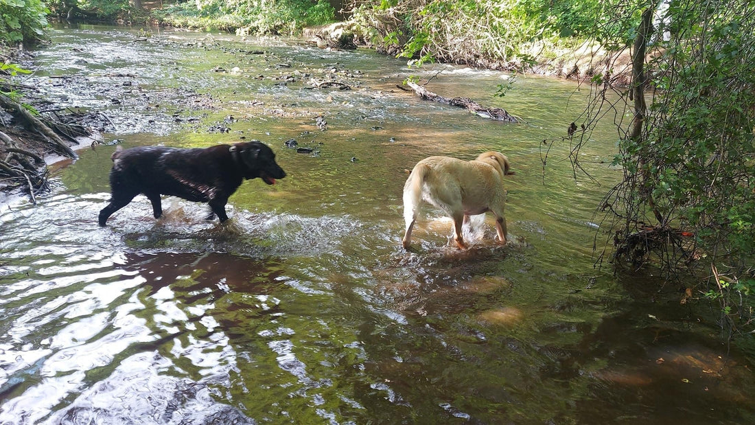 Best Dog Walks in Wigan & Leigh (2026 Local Guide)