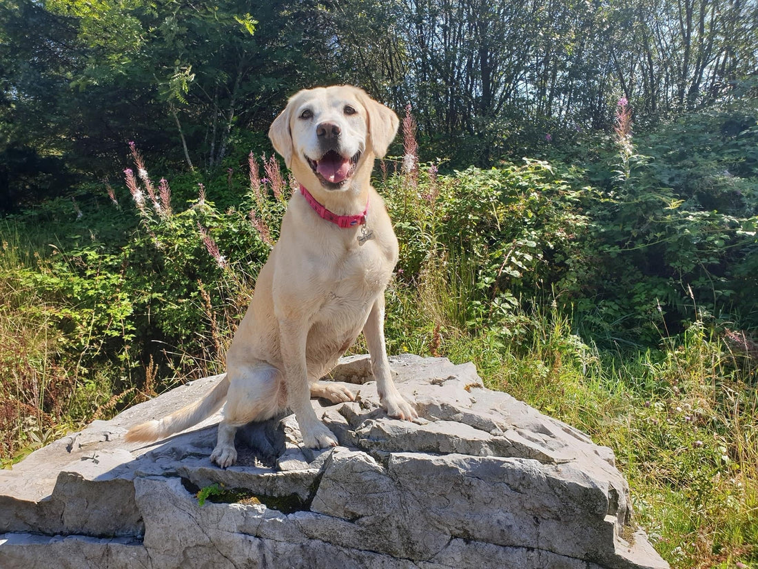 New Dog Law UK March 2026 | Livestock Rules & Dog Walking Advice | Woofingtons