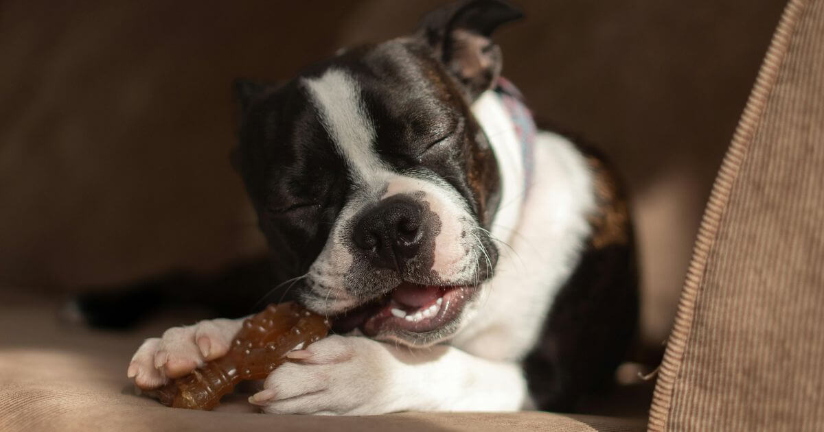 Do Dog Dental Chews Actually Work? A Complete Guide for Dog Owners