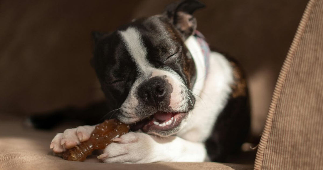 Dog chewing a dental chew