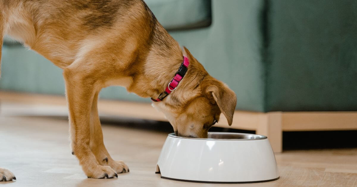 Why Does My Dog Have a Sensitive Stomach?