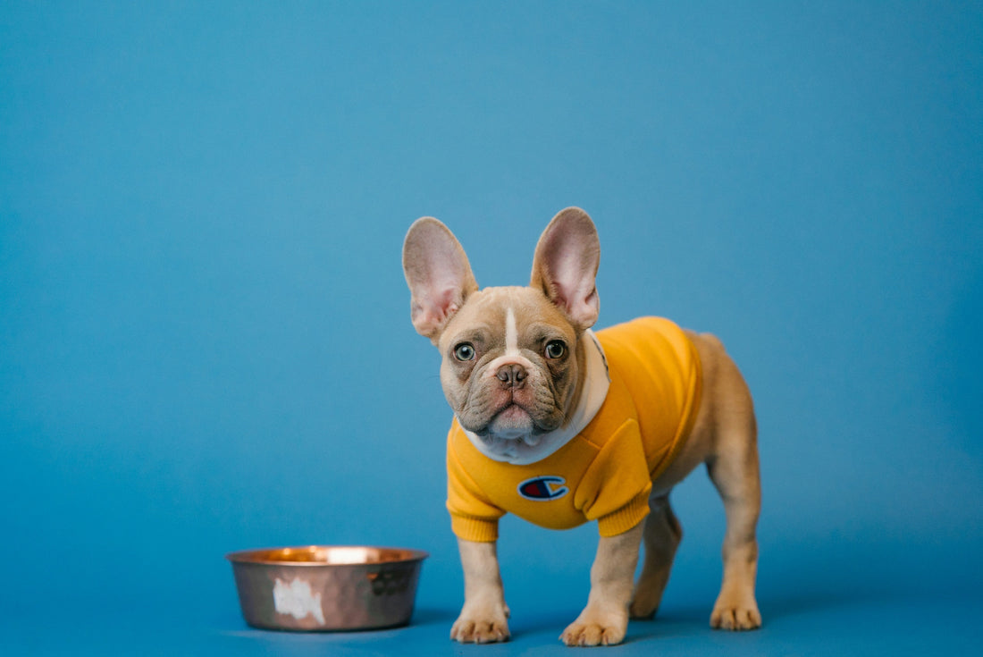 Dog food, natural treats and supplements
