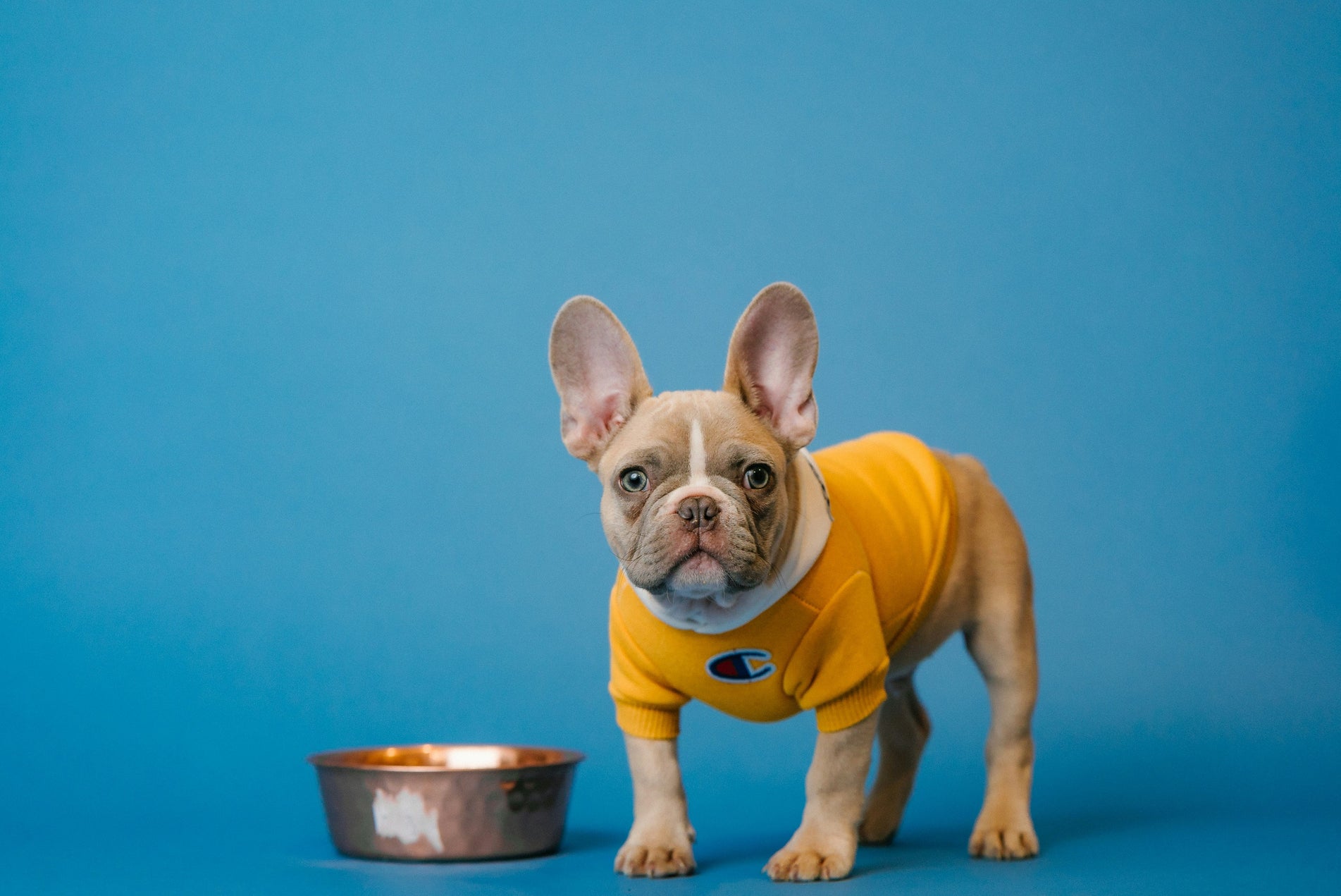 Dog food, natural treats and supplements