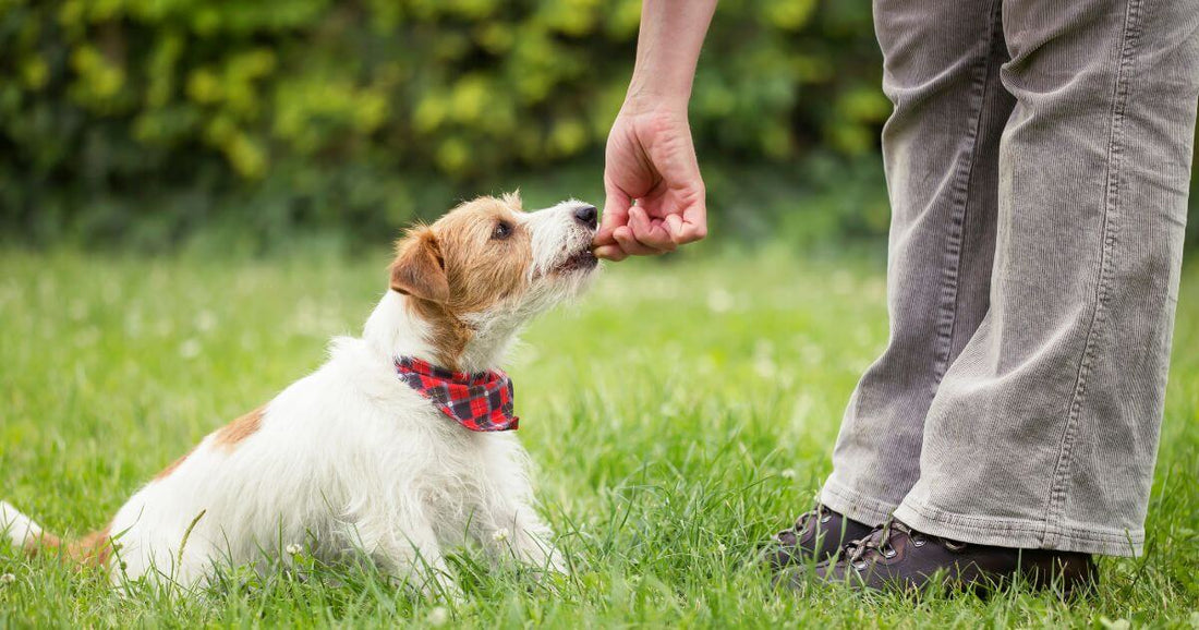 Puppy receiving a training treat