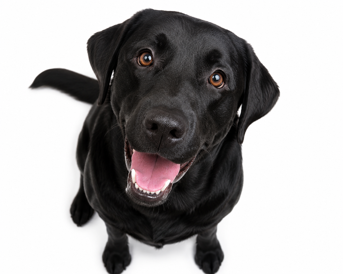 How Much Raw Dog Food Should I Feed My Dog?