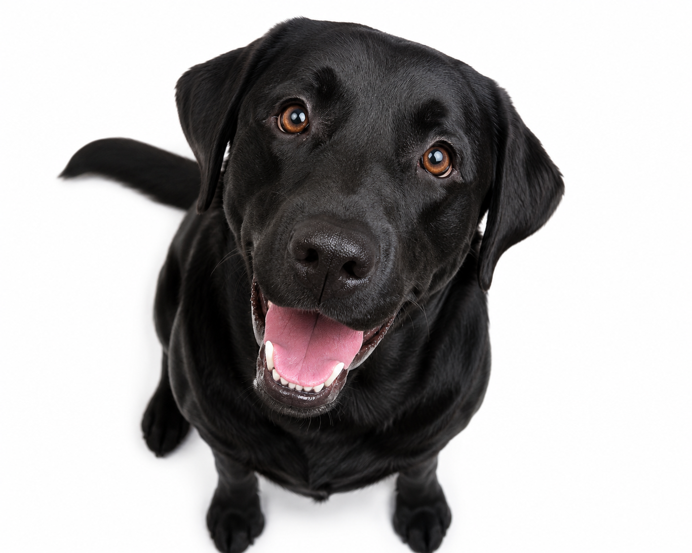 How Much Raw Dog Food Should I Feed My Dog?