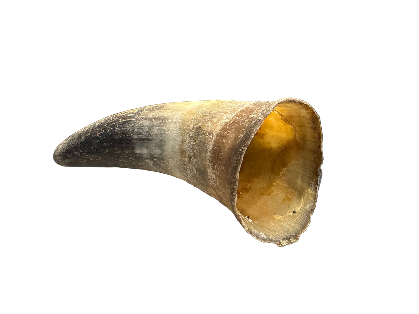 Cow Horn (Empty)