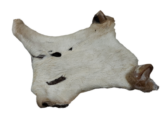 Hairy Beef bark Plate