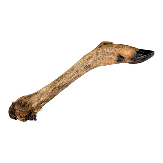 Anco Hairy Roe Deer Leg | Natural Hairy Dog Chew