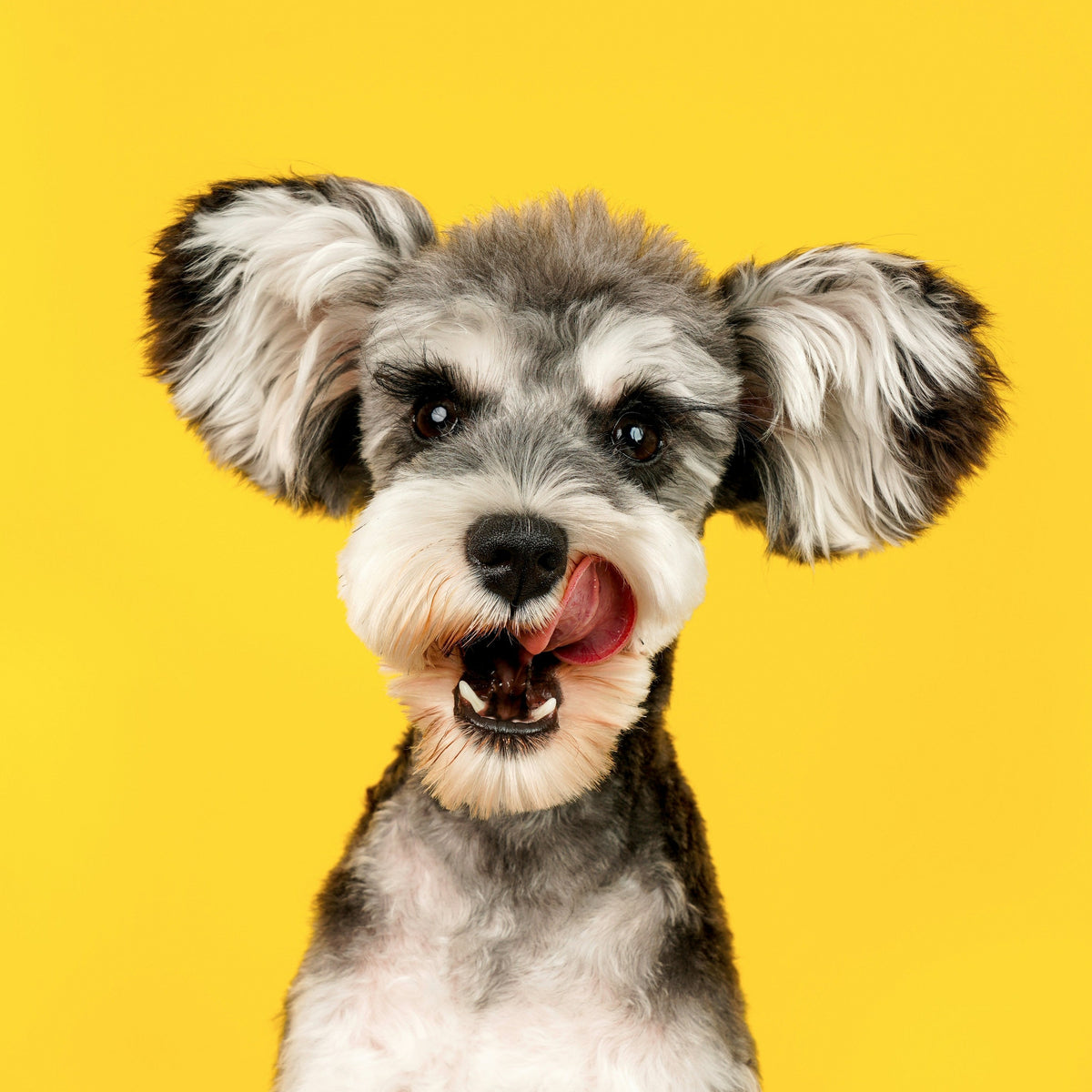 Natural Dog Treats