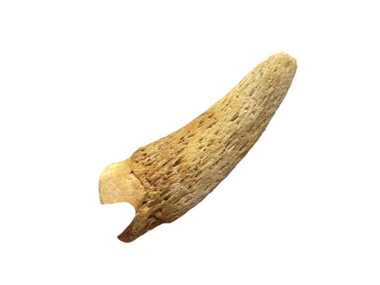 Beef horn marrow – available from Woofingtons