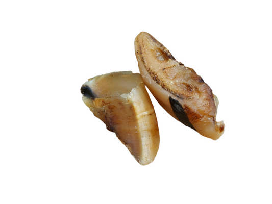 Cow Hoof – available from Woofingtons