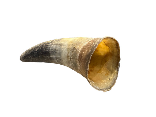 Cow Horn (Empty) – available from Woofingtons