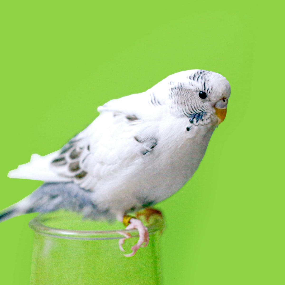 Bird Toys