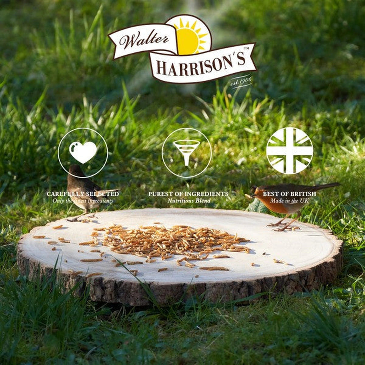 Harrisons Nyjer Seed 2kg – Nyger Seed for Wild Birds & Finches – product image 4 from Woofingtons