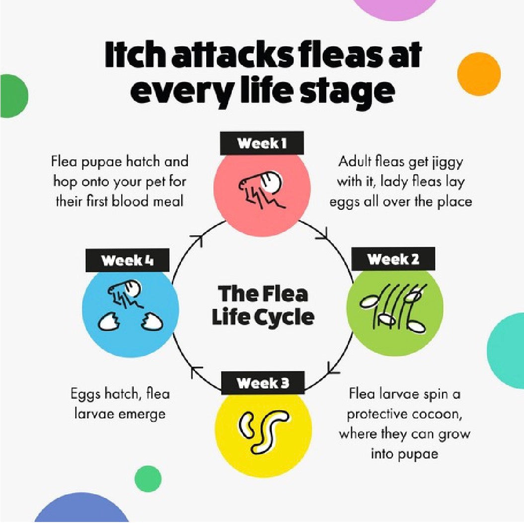 Itch Flea Spot On for Cats 3
Pipettes – product image 2 from Woofingtons