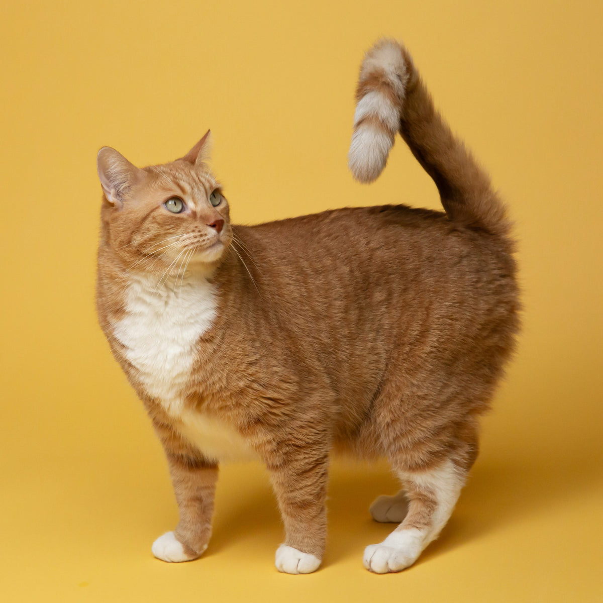Cat Food