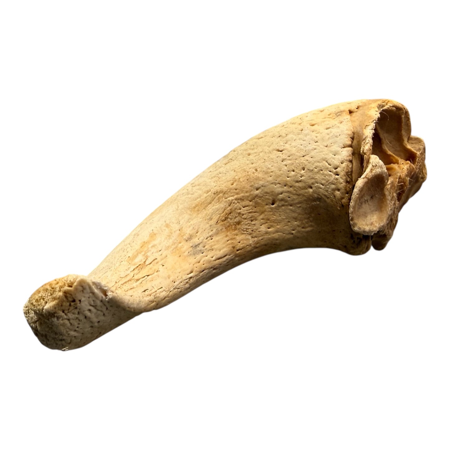 Lamb Horn Marrow Dog Chew – available from Woofingtons