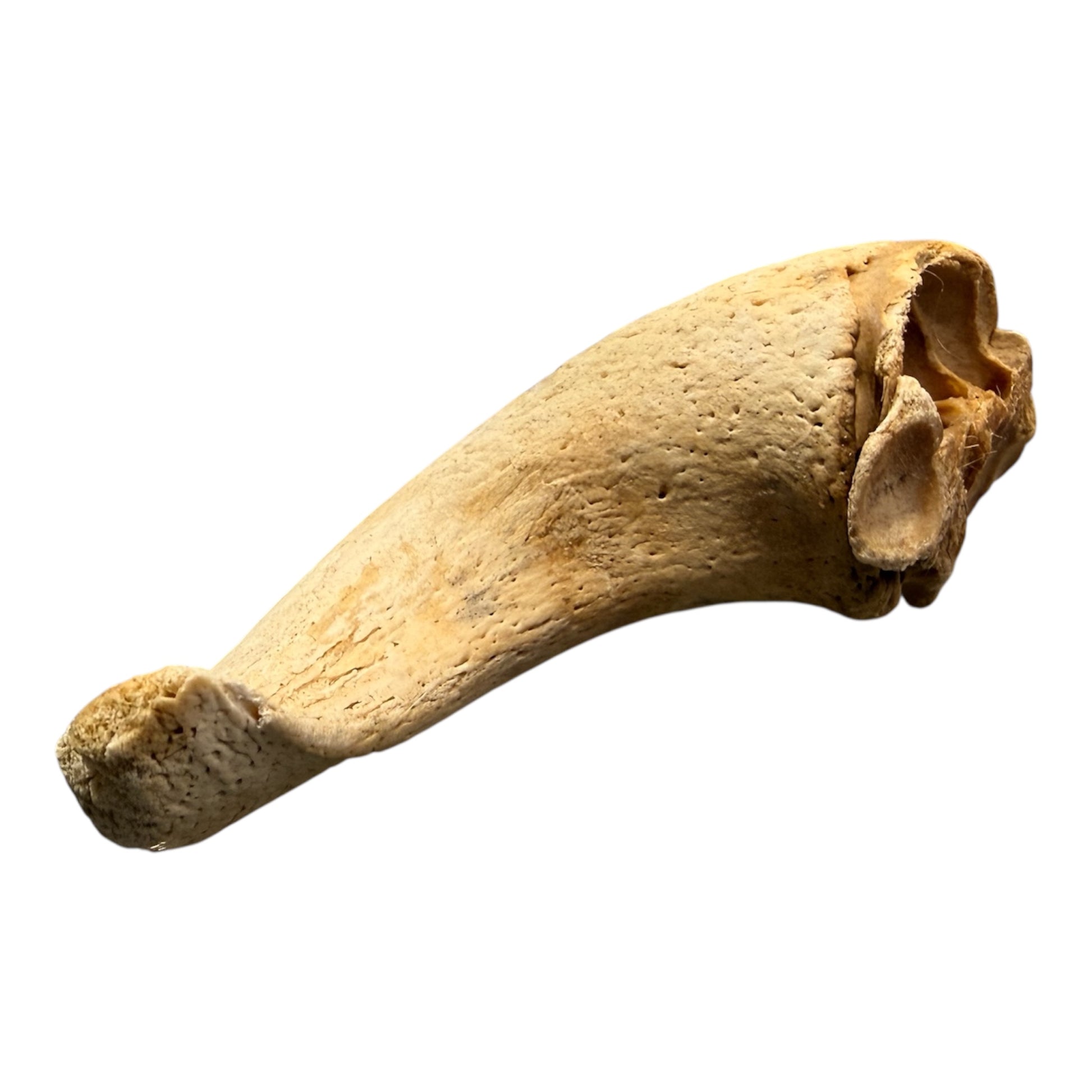Lamb Horn Marrow Dog Chew – available from Woofingtons
