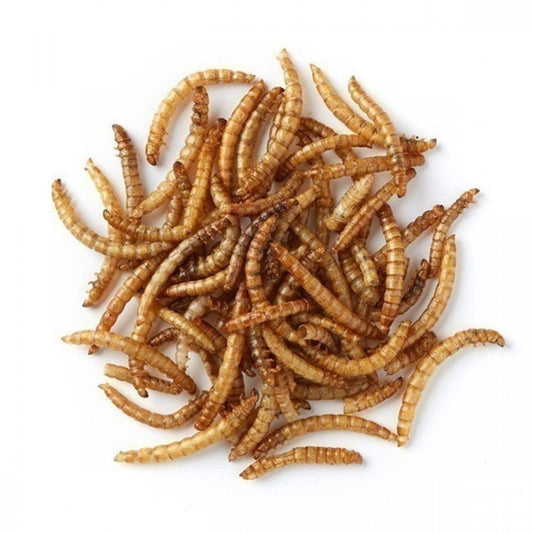 love wildlife Dried Mealworm 200g – available from Woofingtons