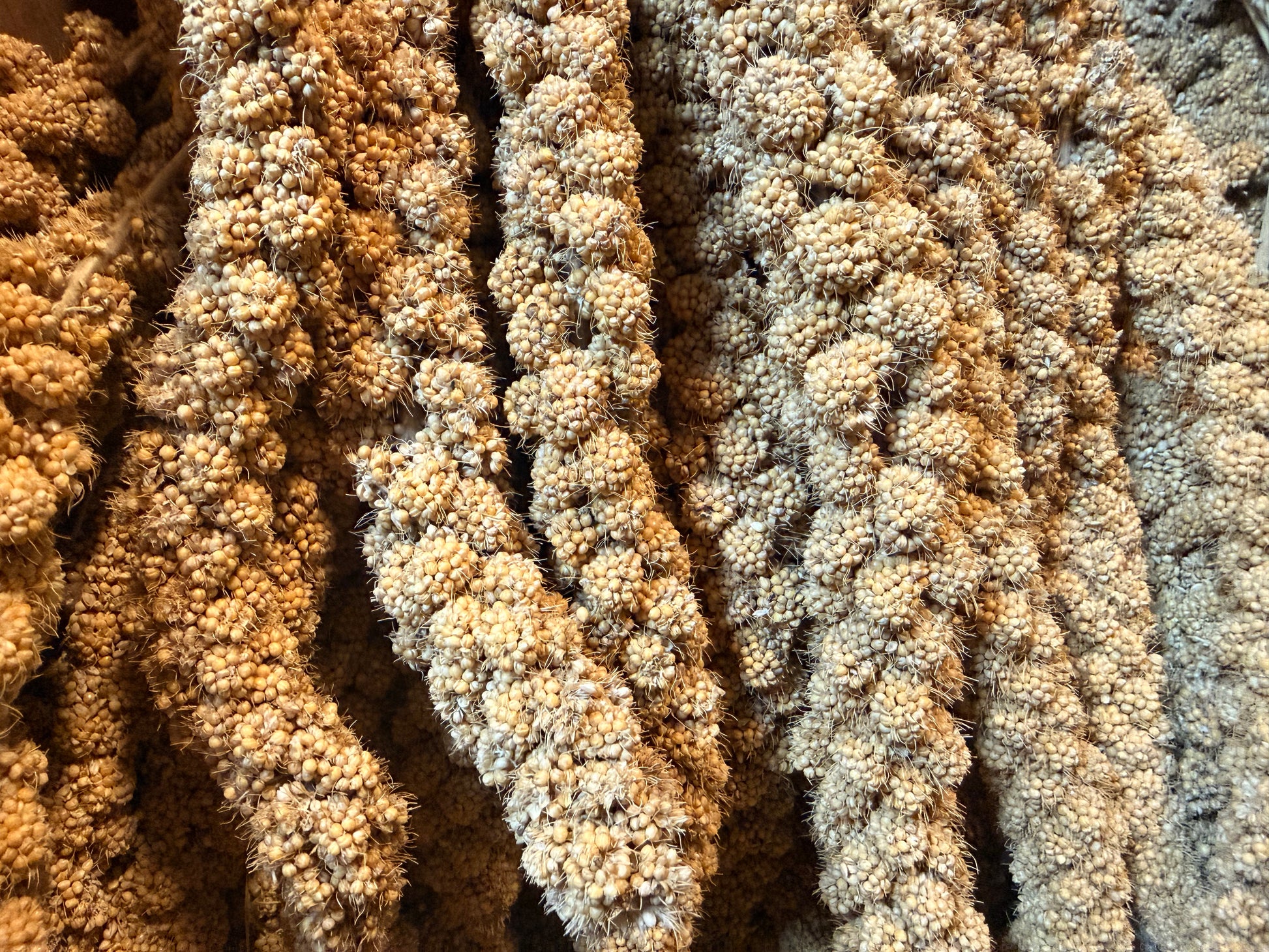 Millet Spray 300g – available from Woofingtons