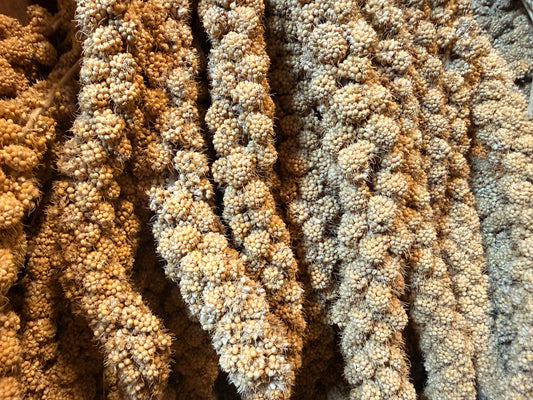 Millet Spray 300g – available from Woofingtons