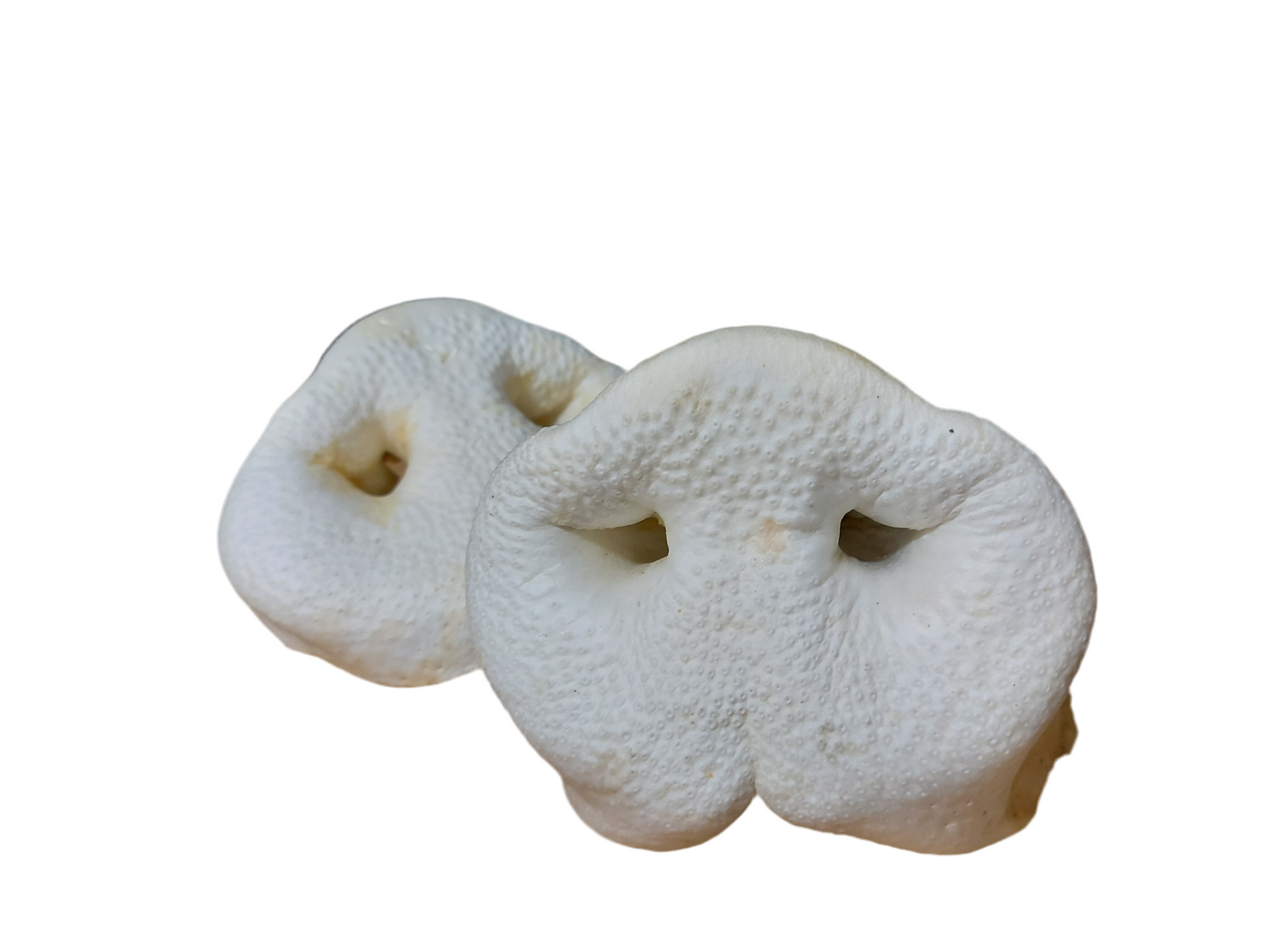 Puffed Pig Snout – available from Woofingtons